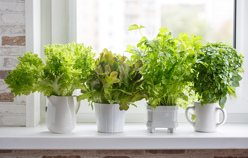 Four Herb Plants on Window Sill